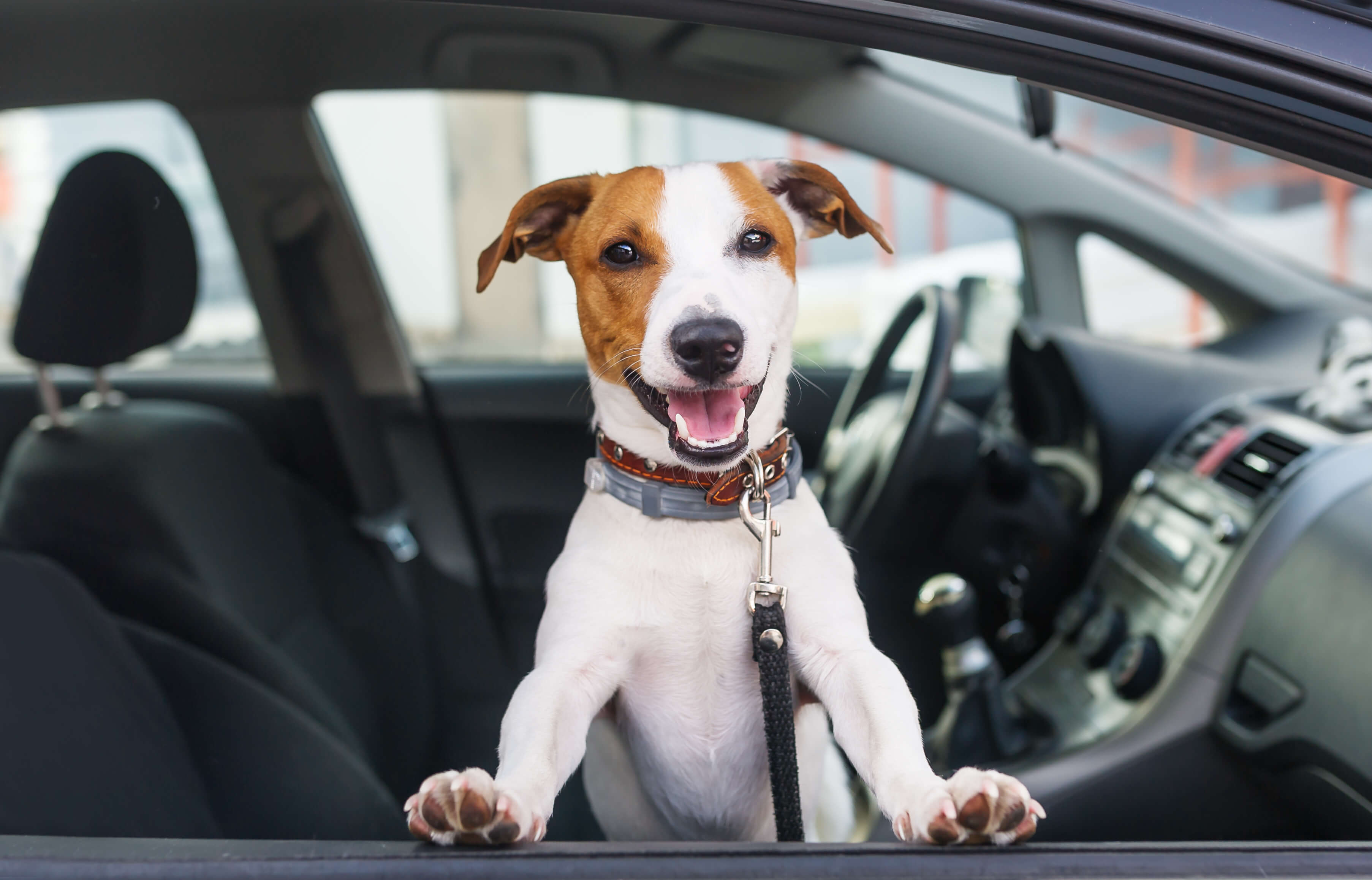 Window Tinting Forney 8 car tinting for dogs